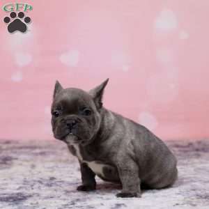 Jasper, Frenchton Puppy